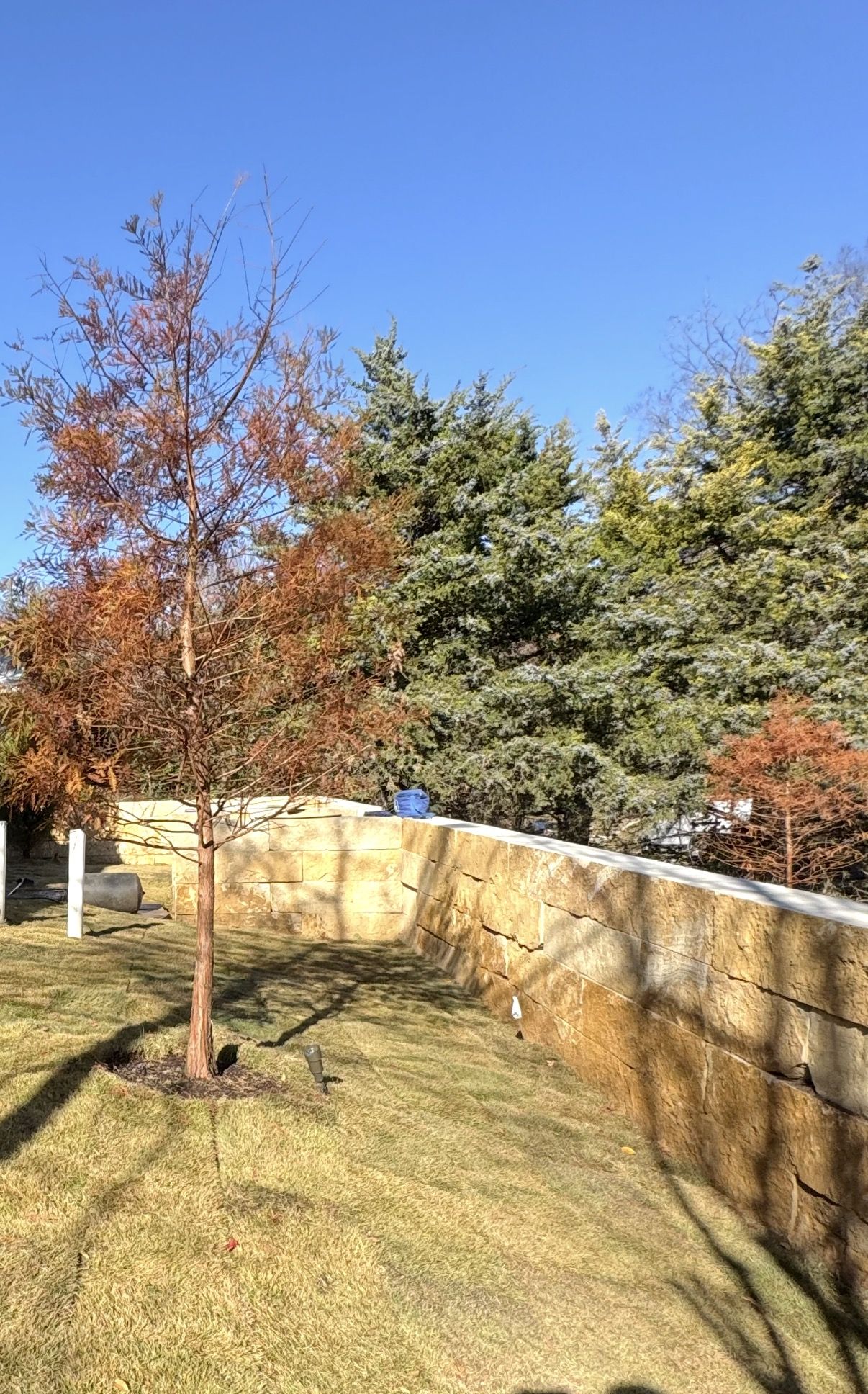 Limestone block garden wall with new tree planting